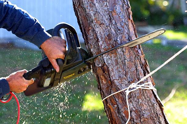Best Aeration Services  in Melrose, MN